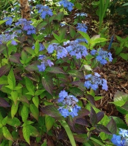 Hydrangea serrata Blue West