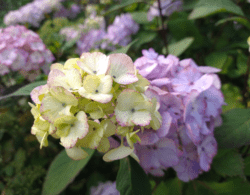 Hydrangea 'Preziosa'