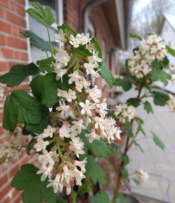 Ribes sanguineum - hvidblomstret