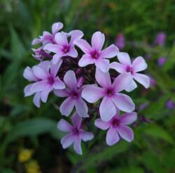 Phlox paniculata 'Ingeborg'