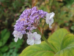 Hydrangea involucrata Hélène'