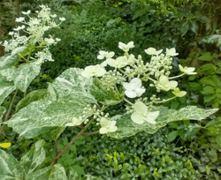 Hydrangea paniculata 'Shikoku Flash'