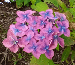 Hydrangea serrata 'Confetti'