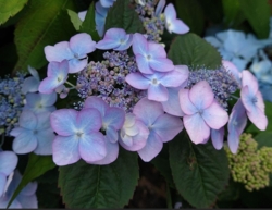 Hydrangea serrata 'Hallacloud'