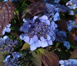 Hydrangea serrata 'Vi-ola'