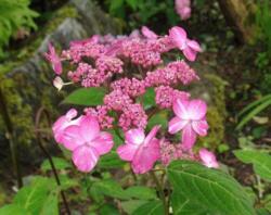 Hydrangea serrata 'Hyuga Shibori'