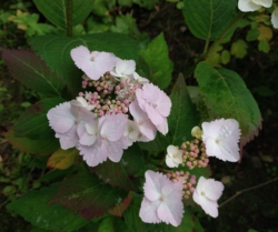 Hydrangea x 'Zoe'