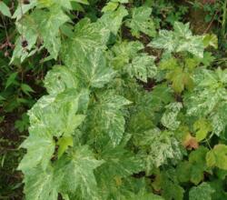 Ribes nigrum - brogetbladet solbær