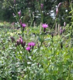 Serratula tinctoria