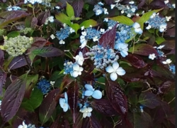 Hydrangea serrata 'Blue Billow'  der vokser i nogen sol, og har fået mørke flotte blade.