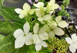 Hydrangea serrata 'Dwarf White'