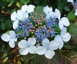 Hydrangea serrata 'Hvid Borris'