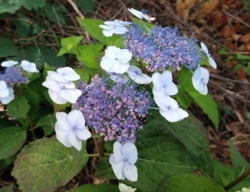 Hydrangea serrata 'Hviid'