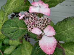 Hydrangea serrata 'O'amacha Nishiki'