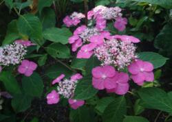 Hydrangea serrata 'Yoi-no-Hoshi'