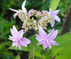 Hydrangea serrata 'Kanato-no-hoshi'