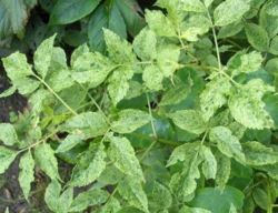 Sambucus nigra 'Marmorata