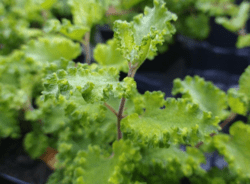 Teucrium scorodonia 'Crispum'