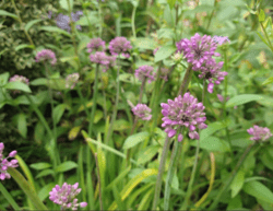 Allium sp.