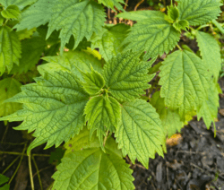 Boehmeria sp.ex 'Great Dixter