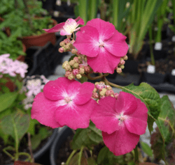 Hydrangea serrata 'Asahi'