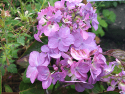Hydrangea serrata Yae no Amasha