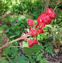 Ribes sanguineum 'Plenum'