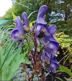 Aconitum sp.