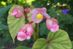 Begonia grandis