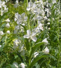 Epilobium angustifolium album