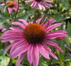 Echinacea purpurea 'Magnus Superior'