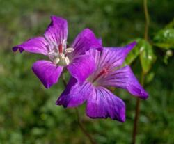 Geranium nodosum 'Swish Purple'