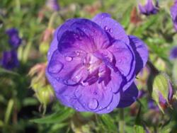 Geranium pratense 'Plenum Violaceum'