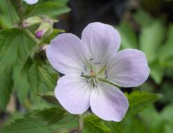 Geranium sylvaticum 'Ice Blue'