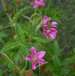 Geranium x oxonianum 'Dianes Treasure'