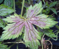 Geranium x oxonianum 'Phantom'