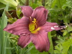 Hemerocallis 'Grape Velvet'