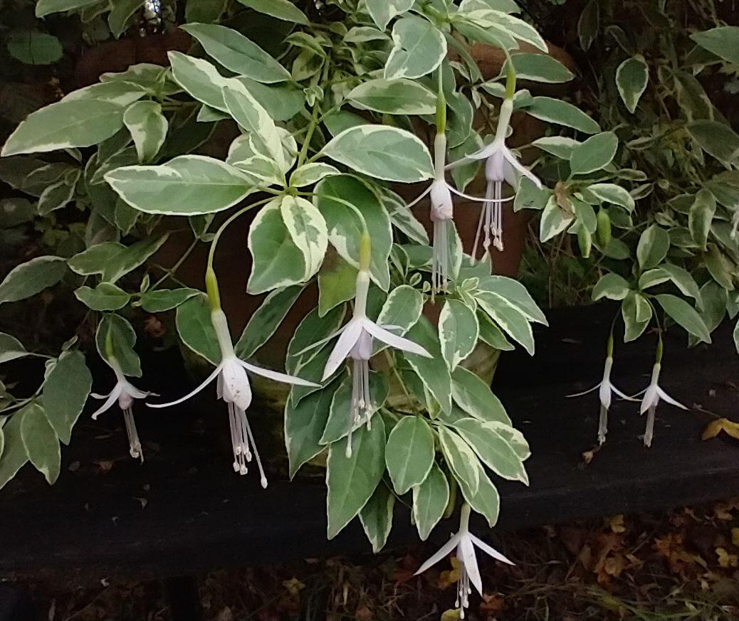 Fuchsia magellanica var. molinae ‘Sharpitor’ - Thyboesminde Stauder