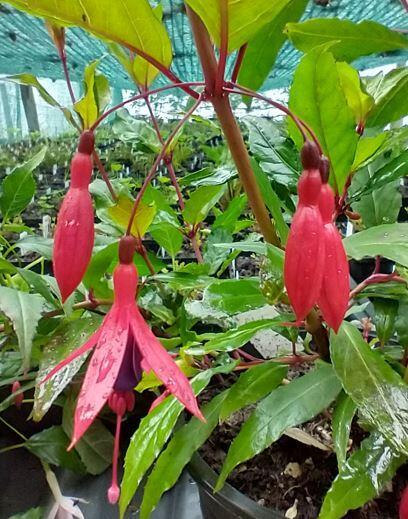 Fuchsia regia reitzii - Thyboesminde Stauder