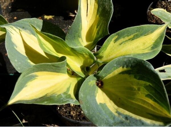 Hosta 'Beach Boy'