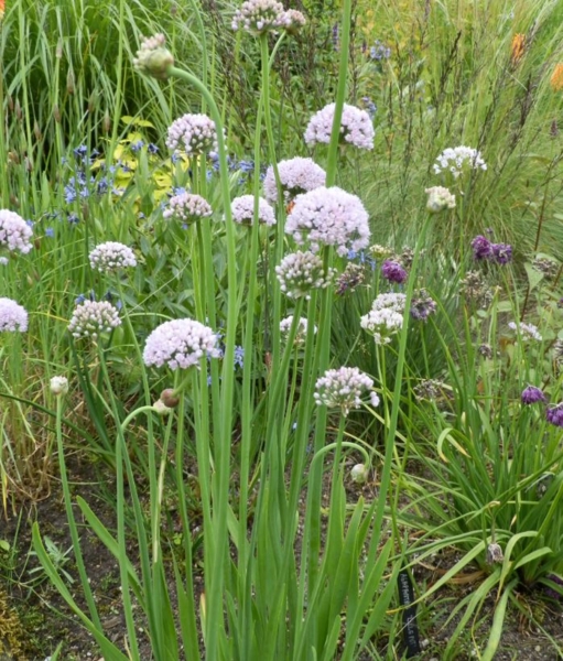 Allium - Norrlandsløg