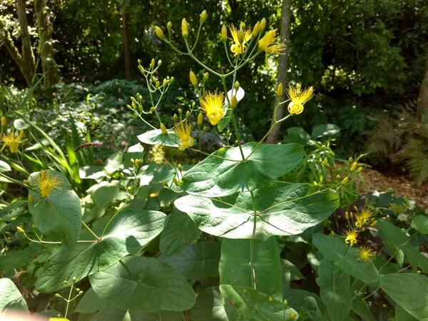 Hypericum bupleuroides