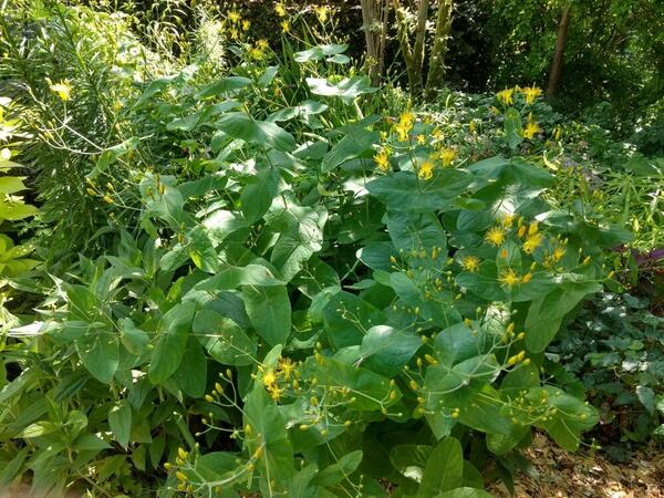 Hypericum bupleuroides