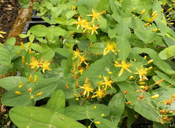 Hypericum bupleuroides