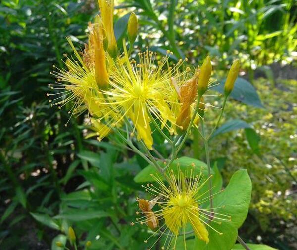 Hypericum bupleuroides