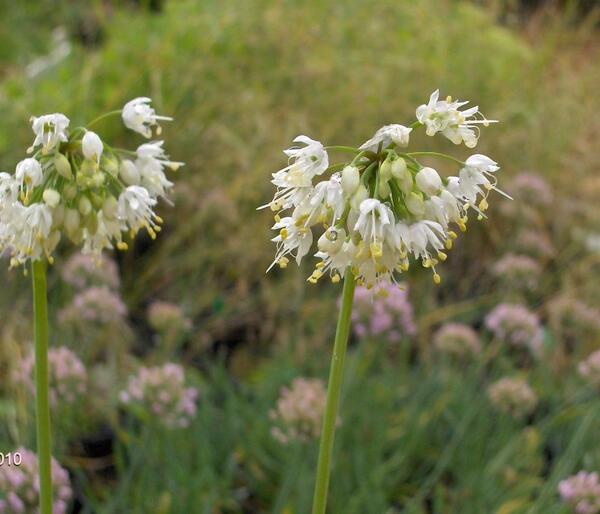 Allium cernuum - White form