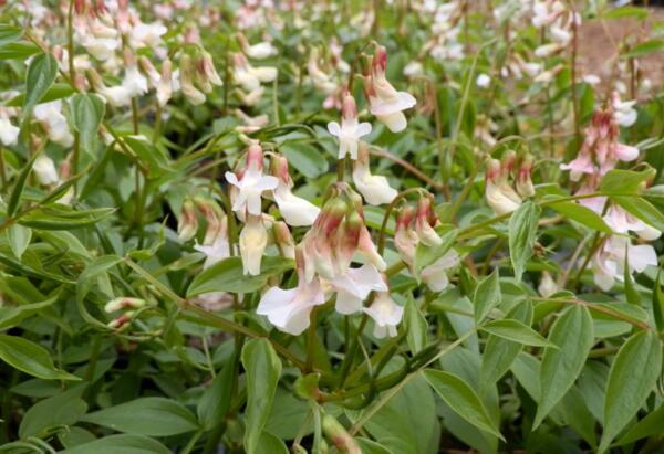 Lathyrus vernus f. roseus