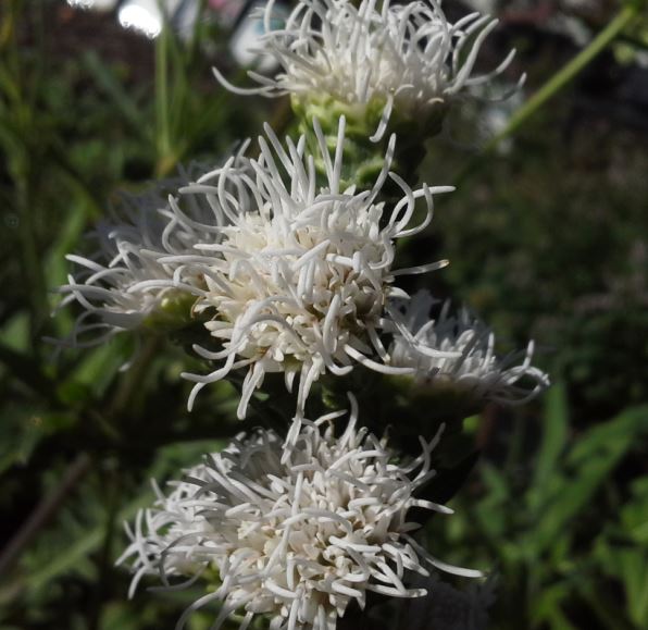 Liatris scariosa 'Alba'