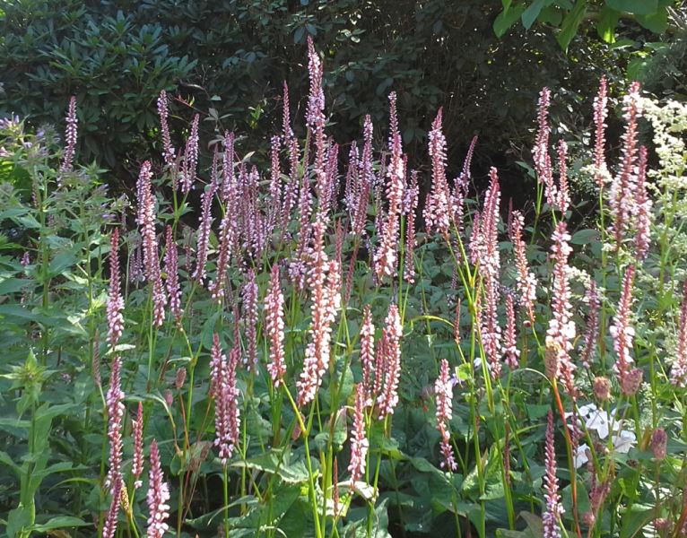 Persicaria amplexicaulis Rosea