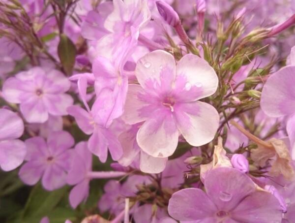 Phlox paniculata Edens Smile